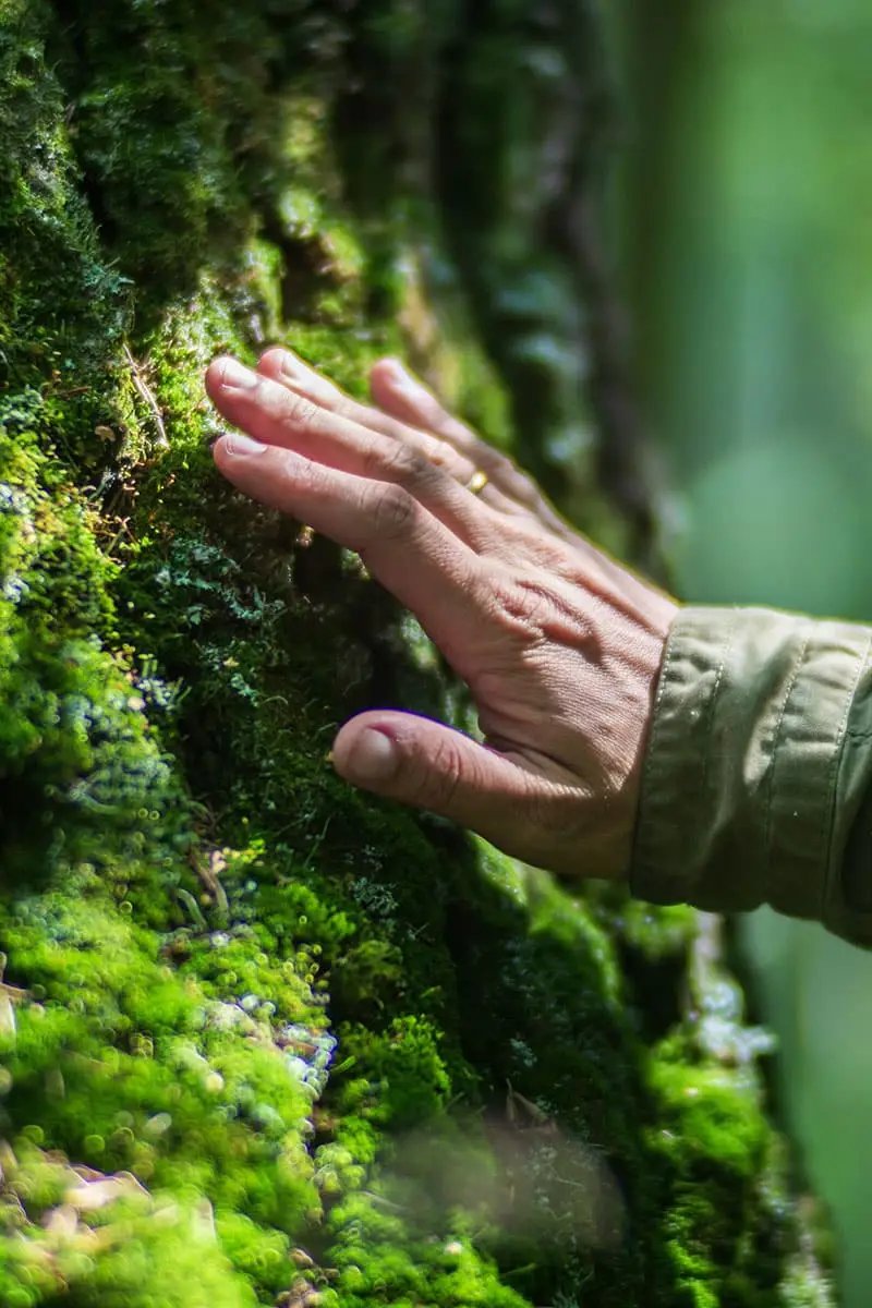 Environmental Consulting Firms working on forest project | Groupe SCP