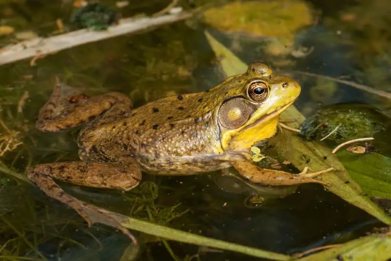 Hydrogeological Studies in order to assess frog population | Groupe SCP