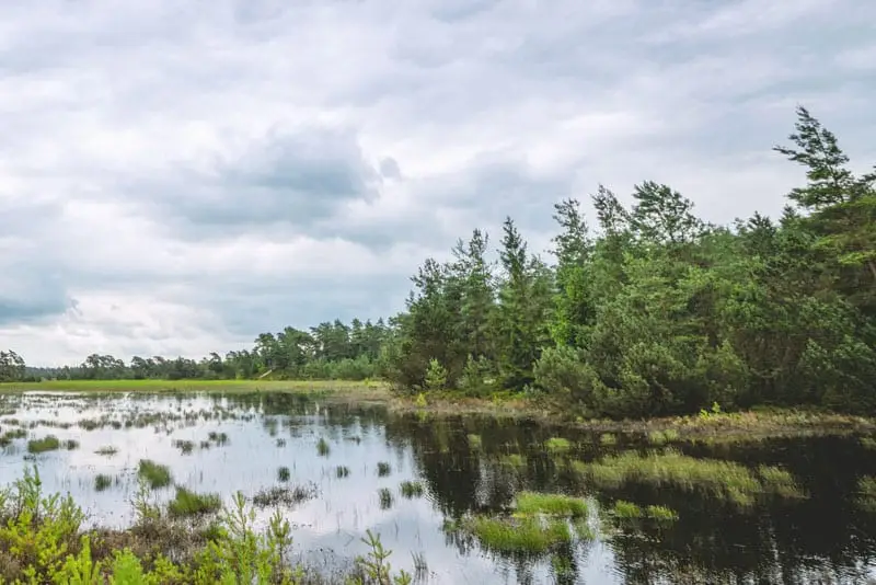 Environmental management consulting firms inspecting marsh | Groupe SCP