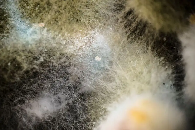 Mould materials Sampling | Groupe SCP