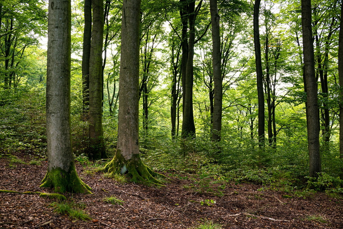 Ecological study of a large forest | Groupe SCP