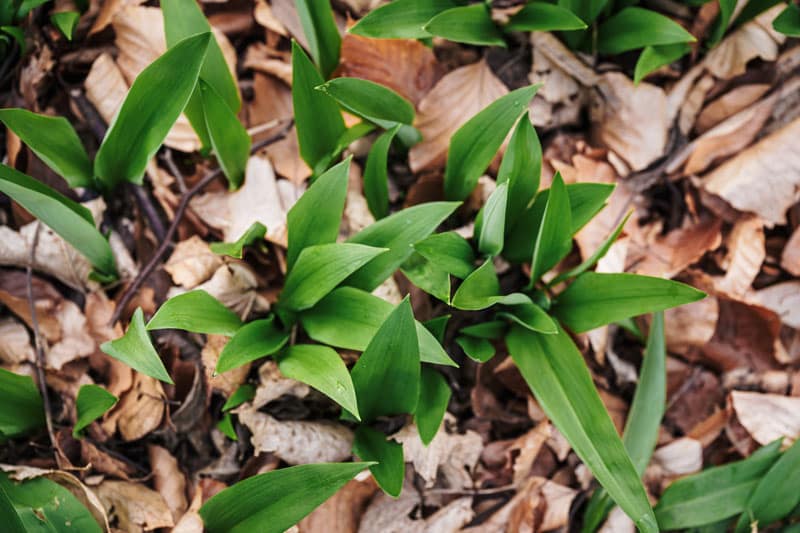 Ecological study of forest floor | Groupe SCP
