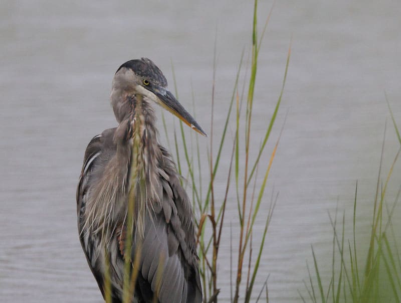 Ecological study of wetlands with herons | Groupe SCP